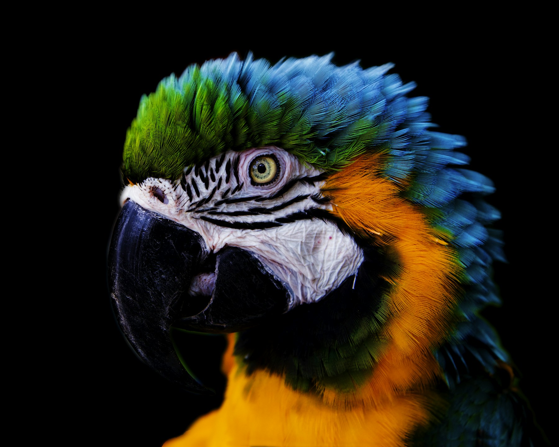 Blue and yellow parrot perched and looking to the side