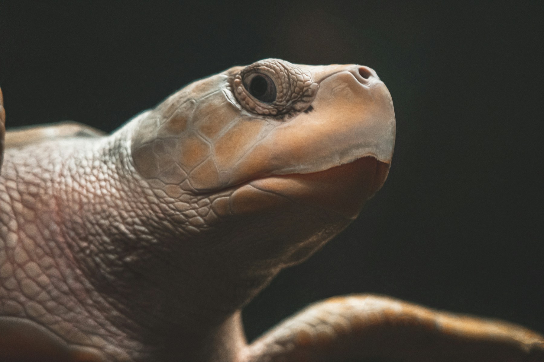 Turtle in a close-up portrait
